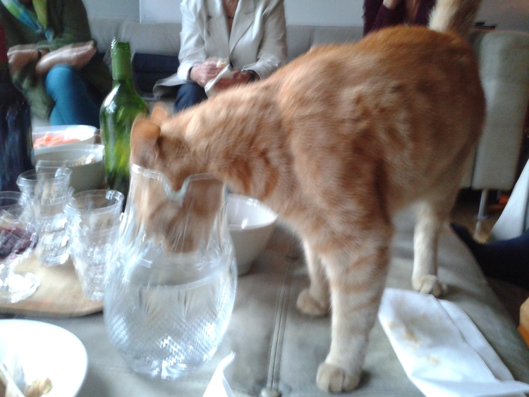 Ook katten kunnen verslaafd aan de drank zijn.  