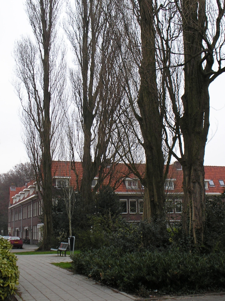 Bomen Radioweg Anno 2006 staan er weer hoge bomen in het plantsoen van de Radioweg. Op de foto de doorgang van het plantsoen. Het huis links op de hoek is Radioweg 13.<br />(foto Jo Haen) 