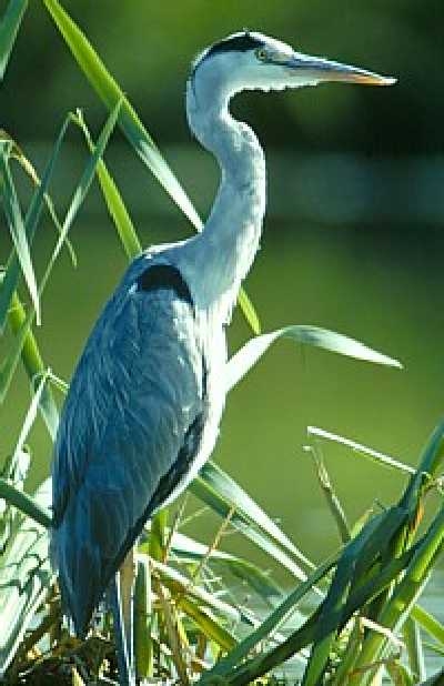 Blauwe_reiger_Ardea-cinerea  