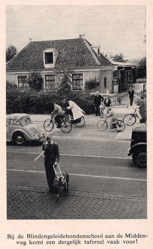 Blindengeleidehondenschool - 1954 .<br /><br />Bron: Ons Amsterdam 