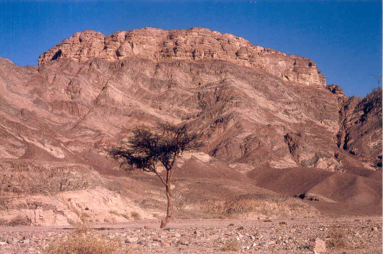 Boom Eenzame boom uitgestekte heuvelachtige woestijnlandschap in Sinai woestijn, Egypte<br />(c) 2001 Sam Huibers 
