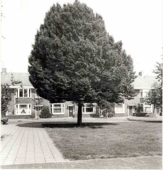 Voltaplein - boom 3 De beuk op het Voltaplein in juli 1977 (Carpinus Betulus Fastigiata), geplant in 1961 (Foto: Eddie Blankers) 