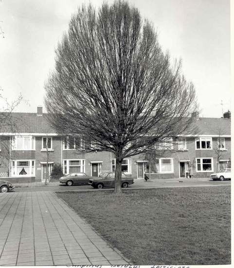Voltaplein - boom 2 Dezelfde beuk op het Voltaplain in april 1977 (Carpinus Betulus Fastigiata) geplant in 1961 (Foto: Eddie Blankers) 