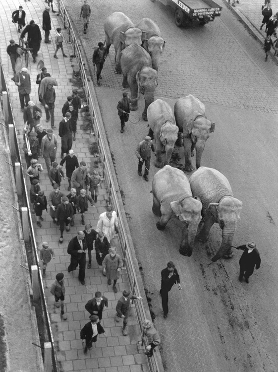 Olifanten kuieren door Amsterdam na aankomst per trein voor hun optreden bij circus Strassburger. .<br />Foto: ANP fotoarchief 