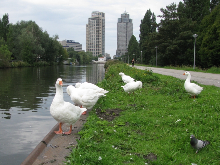 Geen koeien, wel ganzen. De Weesperzijde langs de Keulsevaart anno 2012. Op de achtergrond de Rembrandttoren, de Mondriaantoren en café de Omval.  