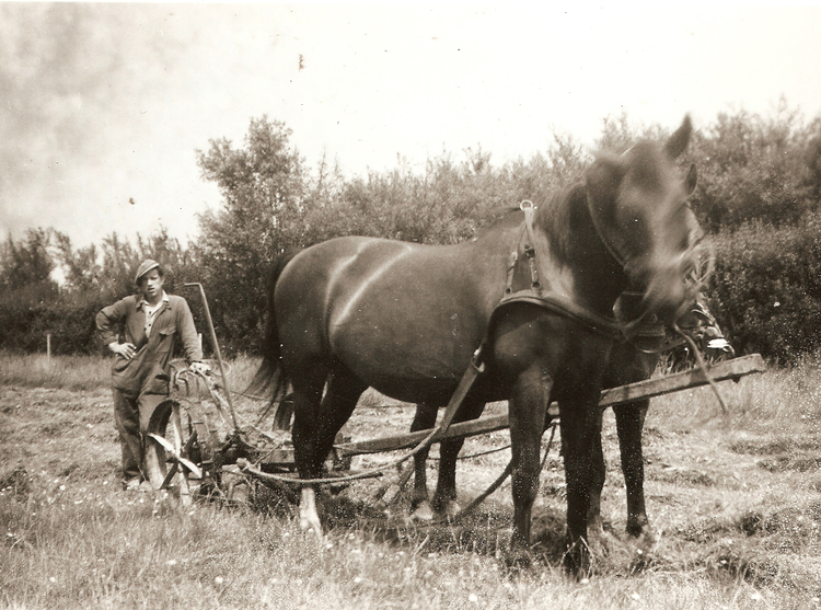 DJK Boer Bertus ± 1950 - Boer Bertus maaide het veld (DJK speelde toen nog op het veld wat later het hoofdveld van OVVO werd). 