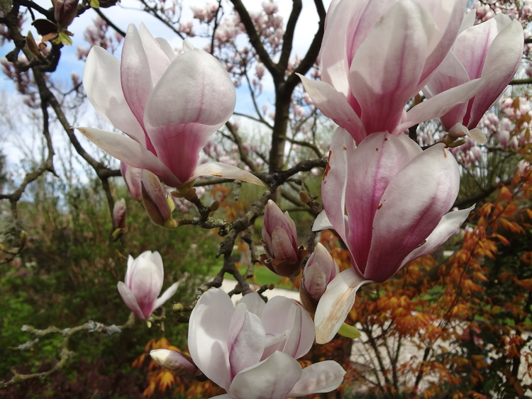 magnoli in park Dantzig dit natekenen was de opdracht 