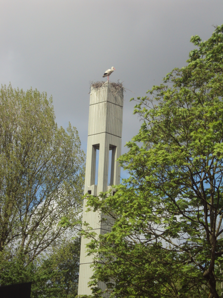 De ooievaars (het zijn er twee) op de kerktoren in Betondorp aan de Zaaiersweg. .<br />Foto: Kees Zijp 