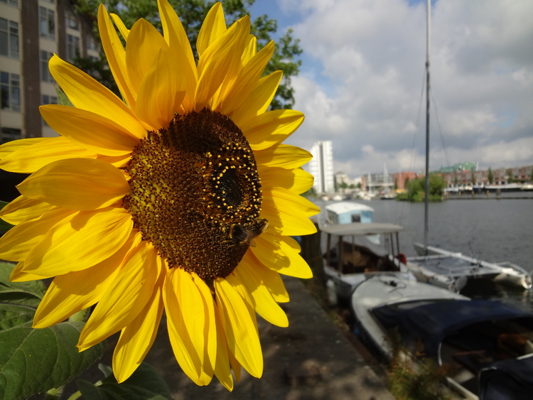 bloemen en watervogels een rijke omgeving hier in 'mijn Amsterdam' 