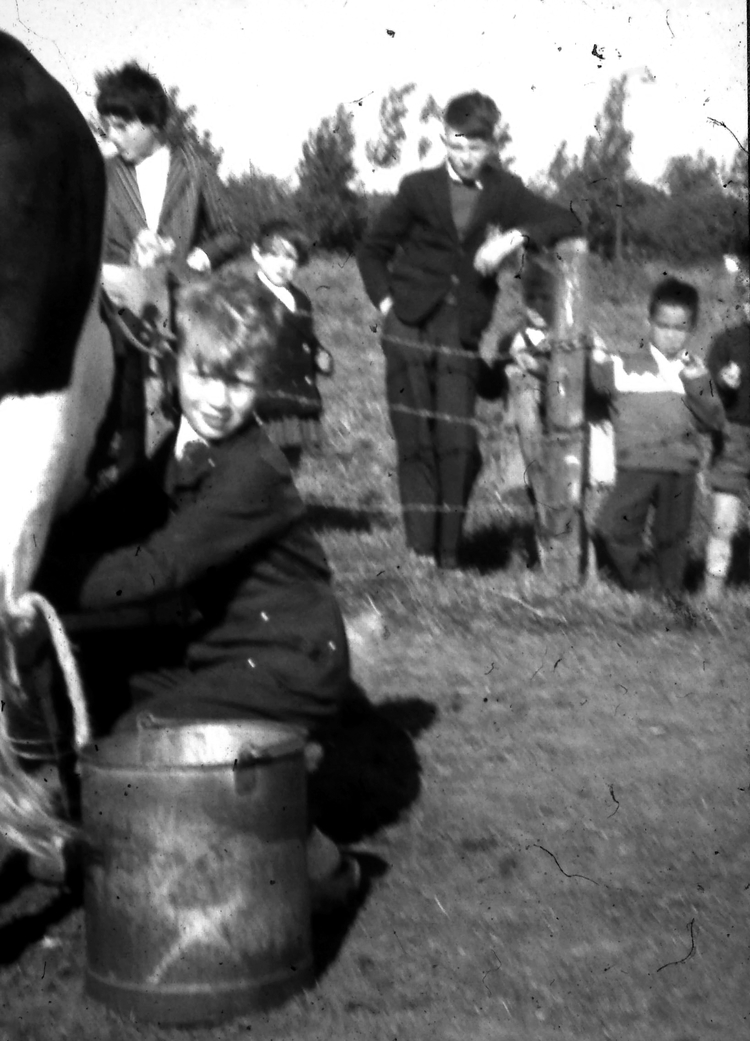 John aan het melken in de Schagerlaan - ± 1958 Foto 5 zwart wit .<br />Foto: John Kars 