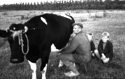 Gerrit Kars melkt koe. Fred en John. Op de Nobelweg. Op de achtergrond de bomen van de Gooiseweg. - ± 1958 Foto 8 zwart wit .<br />Foto: John Kars 