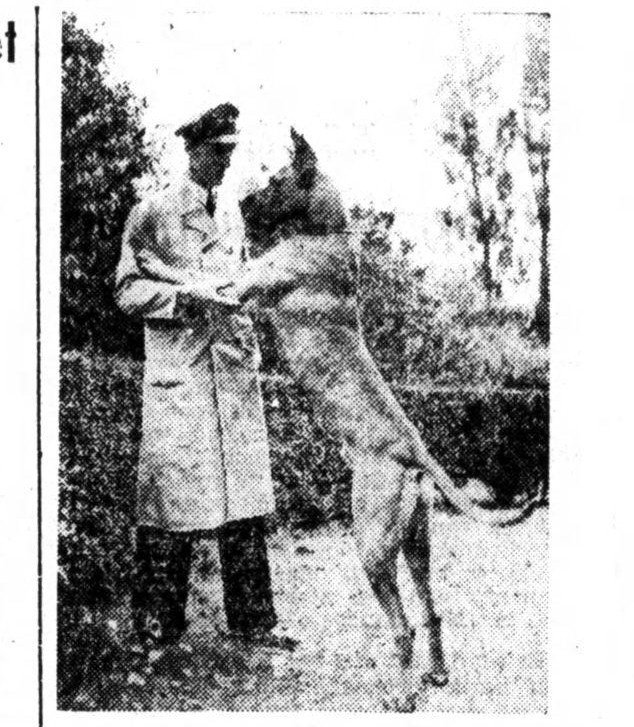 Eén van de bewoners. Afgebeeld is de heer K. van Althuis, dierverzorger (hoofd dierenopvang) in het Asiel. <br />Uit: Het Volk van 13 oktober 1941. Bron: Historische Kranten, KB. 