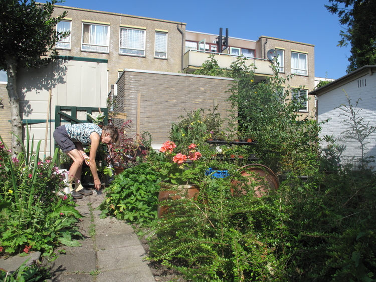 wieden en schoffelen Een van de vrijwilligers druk aan het werk in de opkweek tuin, foto september 2014 