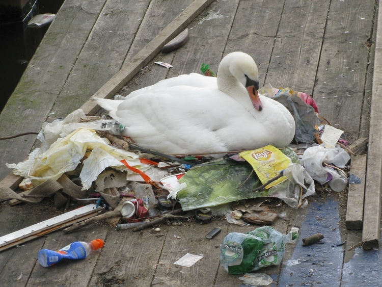 Zwanennest; recycling, van de nood een deugd maken. .<br />Foto: Alwin Müller 