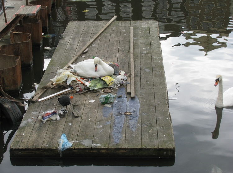 Een zwanennest gemaakt van het ter plekke beschikbare materiaal in het centrum van Amsterdam (Damrak). Gemaakt op donderdag 17 mei 2012. .<br />Foto: Alwin Müller 