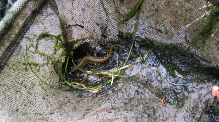 Een close-up van de salamander. .<br />Foto: Jo Haen © 