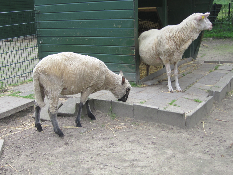 Helaas waren de schapen net geschoren. Ze staan er wat kaaltjes bij. .<br />Foto: Jo Haen © 
