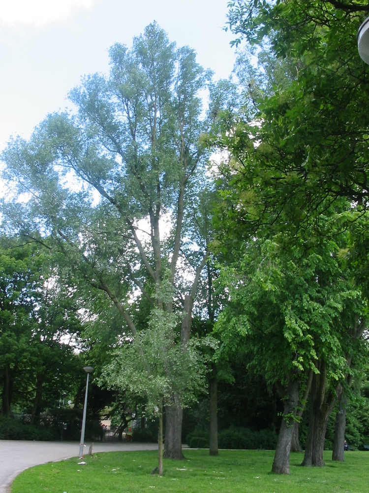 Mijn arm Het Oosterpark, waar Ismail fietste (Foto: 2006). 
