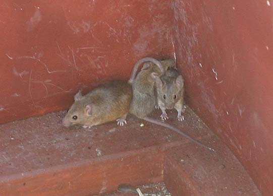 Muizen Muizen in huis in Amsterdam-oost 