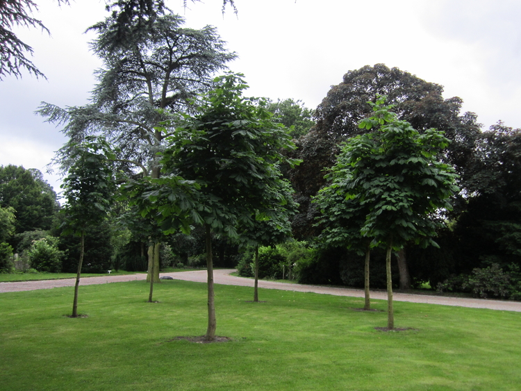 De 6 kastanjebomen gegroeid uit 6 kastanjes van de Anne Frankboom.  
