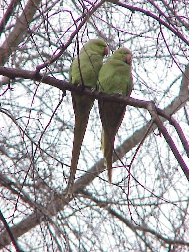  Halsbandparkieten, nu ook in het Oosterpark te vinden; tropische vogels aangepast aan ons klimaat. 