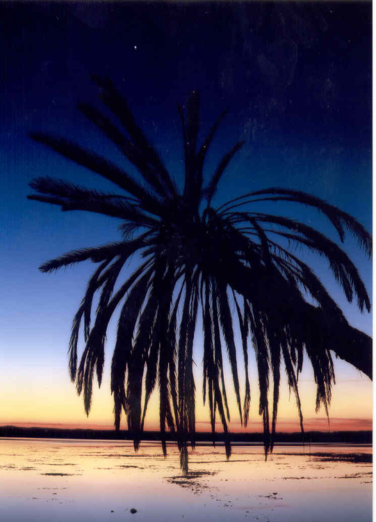 Palmboom Palm boom bij zonsondergang aan het Fatnas Island. Libische woestijn, Siwa Oase, Egypte, (c) 2001 Sam Huibers 