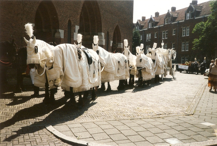 De paarden in het wit wachtend bij de Martelaren van Gorcumkerk op het Linnaeushof.  