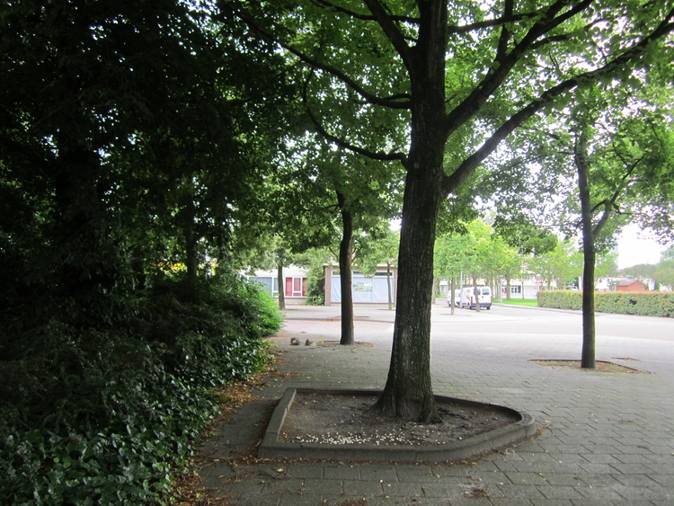 De boom met de stenen rand met tekst op het Robert Kochplantsoen. .<br />Foto: Jo Haen © 