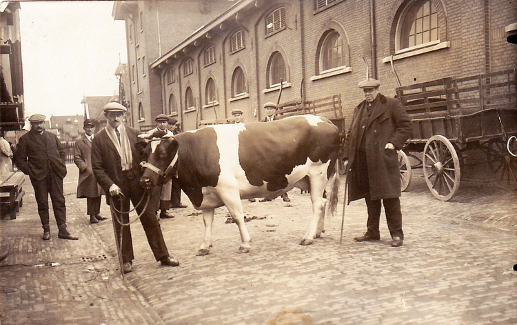 Veemarkt aan de Cruqiusweg, opa Struik en oom staan naast een koe in 1920  