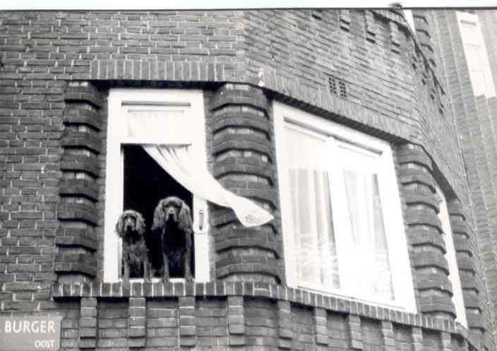  Hondjes hoek Bothastrrat jaren zestig Hondjes kijken uit het raam op de hoek van de Louis Bothastraat en Schalkburgerstraat (medio jaren tachtig).<br />Drie hoog woonden de broers Gaatse (Billy),Anne, Wiebe en Douwe. 