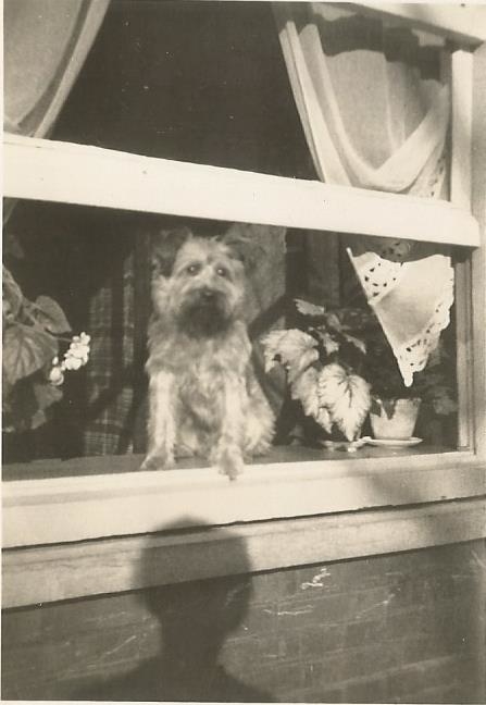 Fifi, de hond van mijn lieve  pleegouders, op de vensterbank naast de melkwinkel  