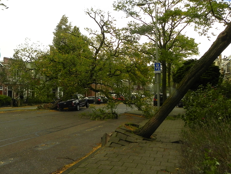 Twee omgevallen bomen . 28 oktober 2013  