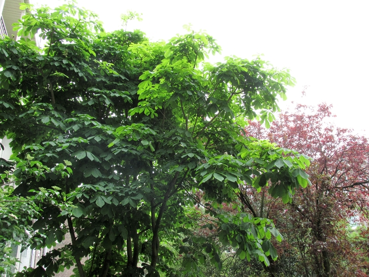 de stek uit het Amsterdamse Bos is nu een hemelreikende boom  