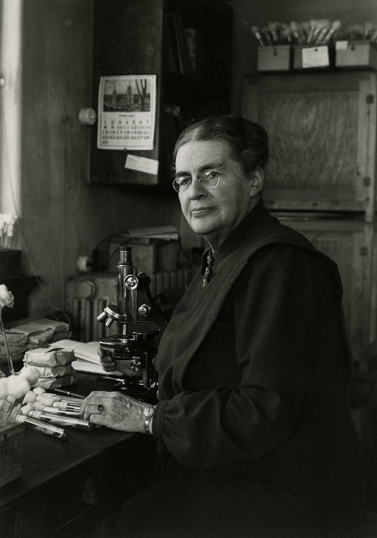 JohannaWesterdijk rond 1948, fotograaf onbekend/ Bron: Nationaal Archief  