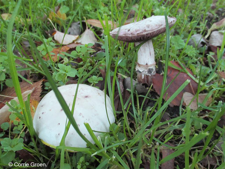 Kleine paddenstoeltjes tussen de blaadjes.  