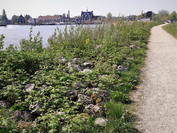 Pier-pad in oude haven  