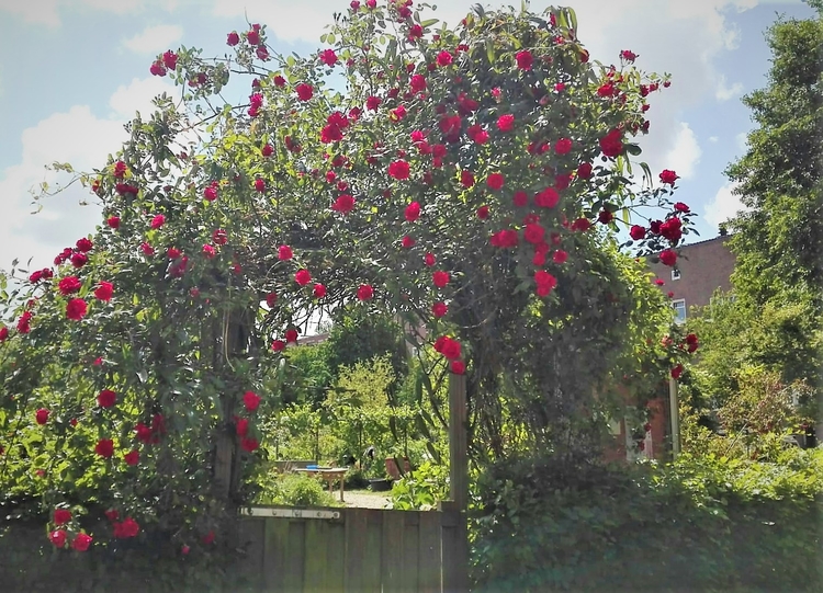 Afrikanerplein / ingang rozenpoort  van Buurttuin / foto Leendert   