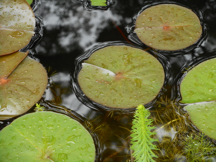 waterplanten in de Bloementuin van Darwin  