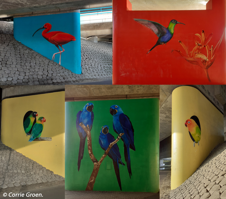 Verschillende vogelschilderingen.  