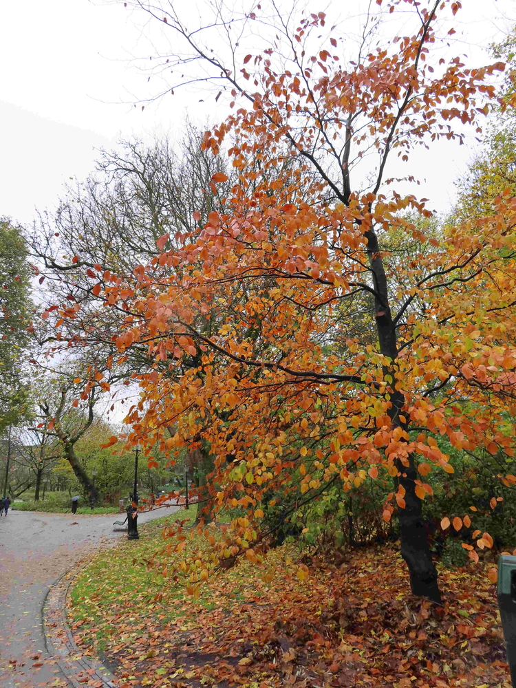 kleurrijke herfst Oosterpark  