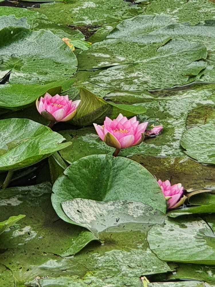 Waterlelies op tuinpark Nieuwe Levenskracht  