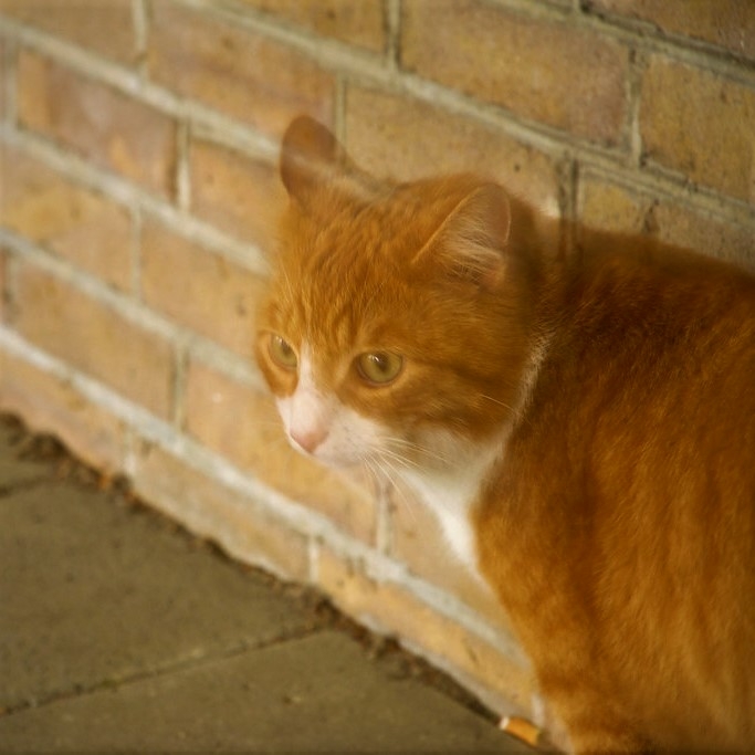  'VERRUKT is de kat'  foto Kitty Terwolbeck CC BY 2.0. Movement  