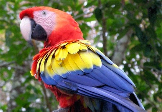 Het Oosterpark is een papegaai rijker  