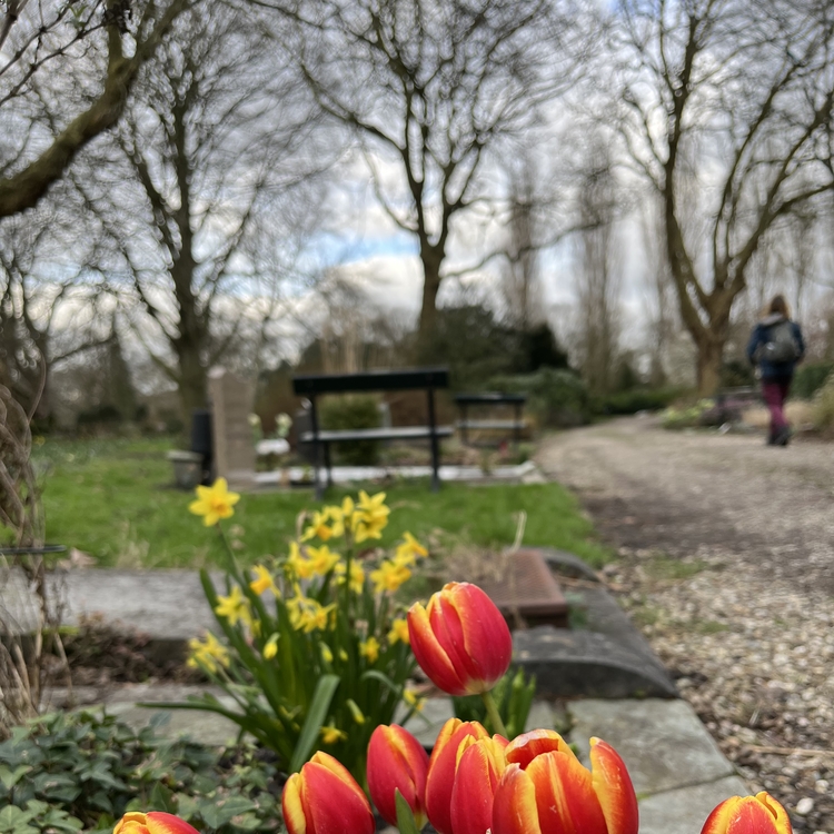 Tulpen op de Oosterbegraafplaats  