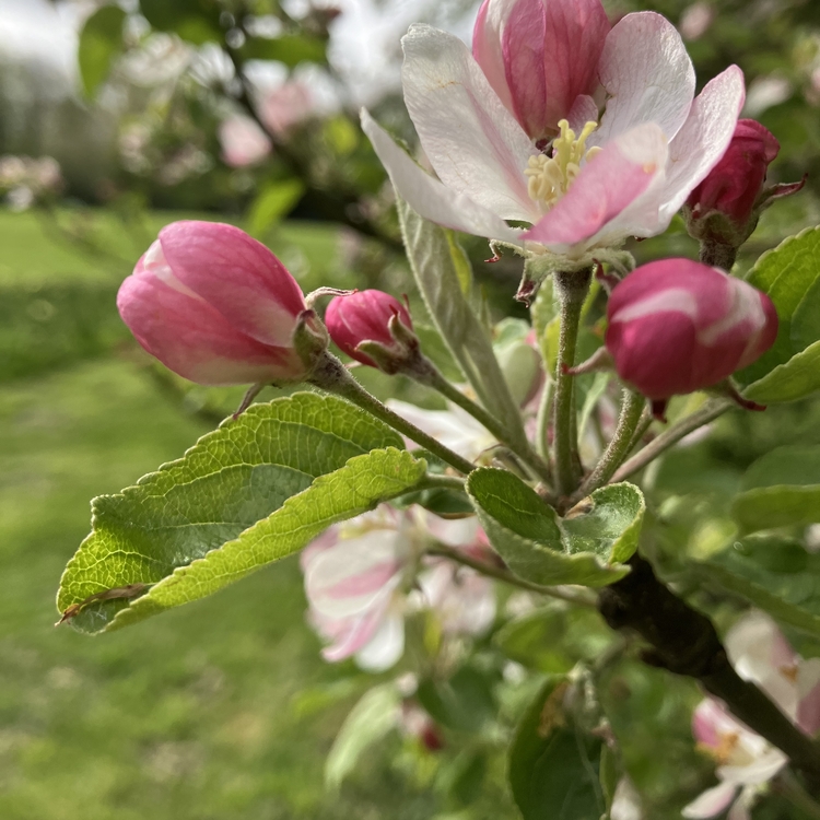 Bloesembomen Flevopark  