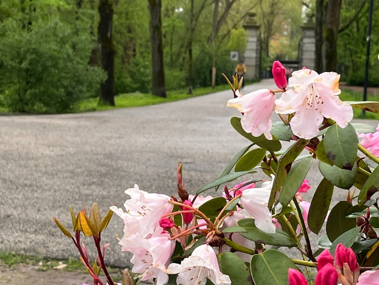 Azalea bij Flevopark hoofingang   